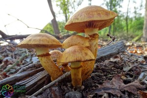 Gymnopilus junonius (1).jpg_product_product